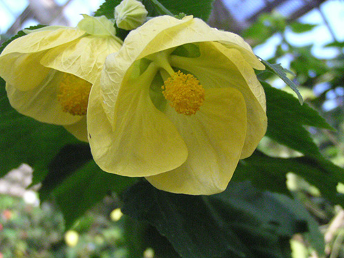 Abutilon ×hybridum