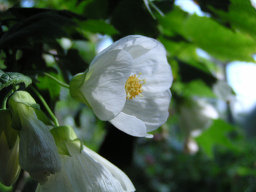 Abutilon ×hybridum