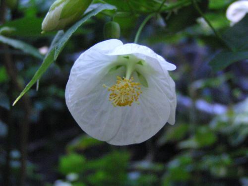Abutilon ×hybridum