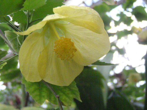 Abutilon ×hybridum