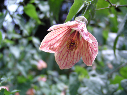 Abutilon striatum