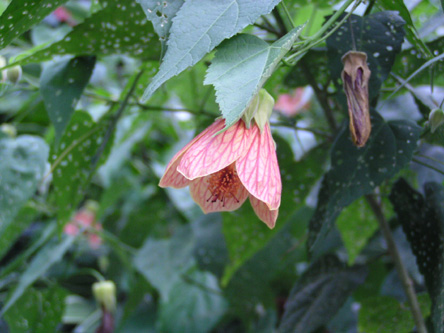 Abutilon striatum