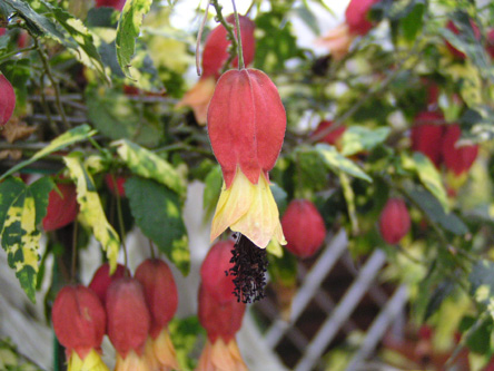 Abutilon megapotamicu