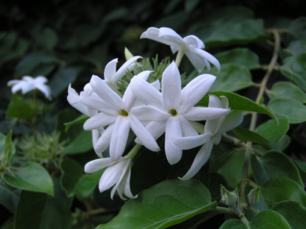 Jasminum sambac