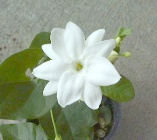 Jasminum sambac