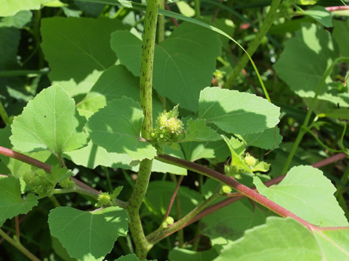 Xanthium italicum