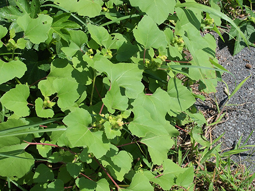 Xanthium italicum