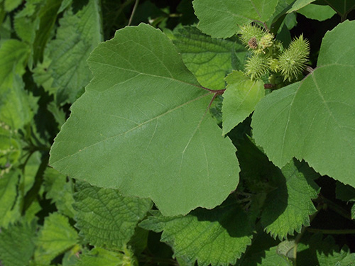 Xanthium italicum