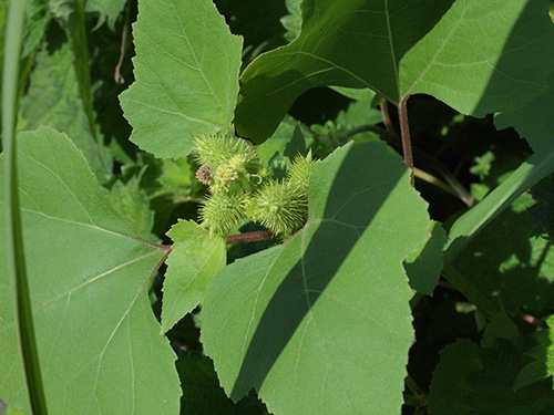 Xanthium italicum