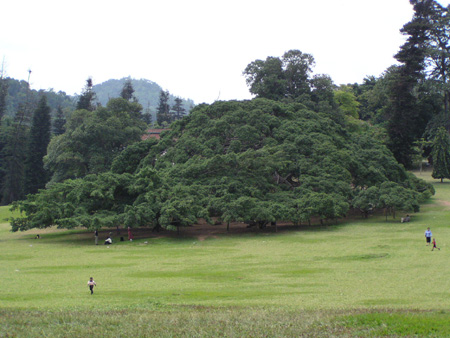 Ficus benjamina