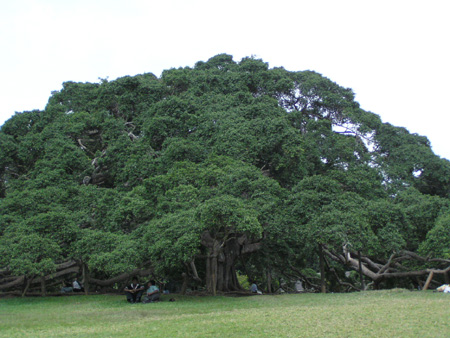 Ficus benjamina