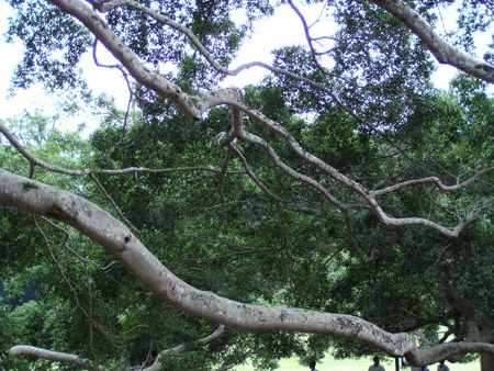 Ficus benjamina