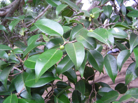 Ficus benjamina