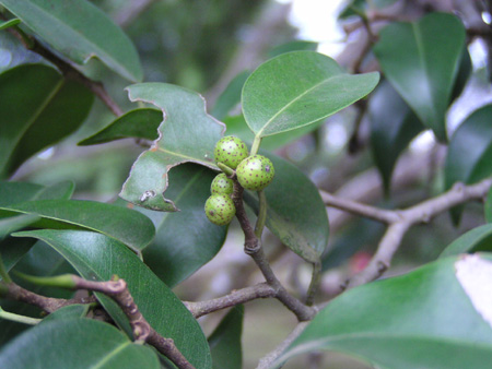 Ficus benjamina