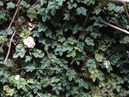 Ficus thunbergii