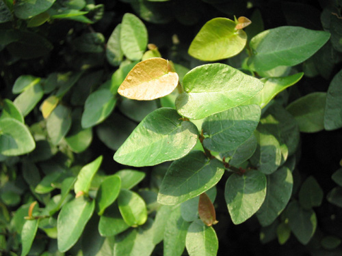 Ficus pumila