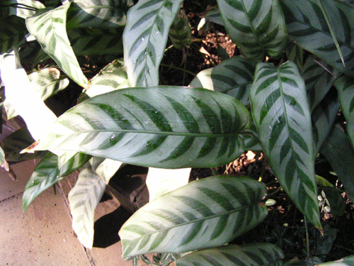 Calathea bachemiana