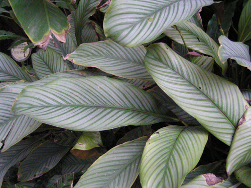 Calathea argyraea