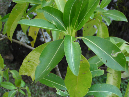 Rauvolfia sandwicensis