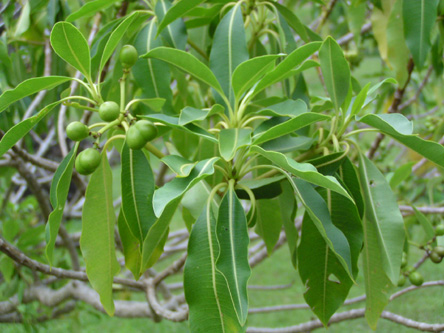 Rauvolfia sandwicensis