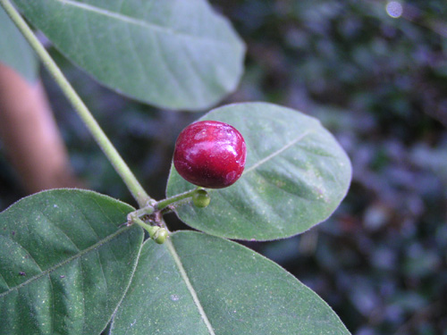 Rauvolfia canescens var. glabera