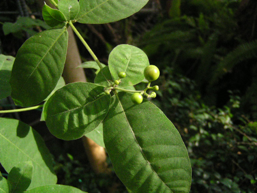 Rauvolfia canescens var. glabera