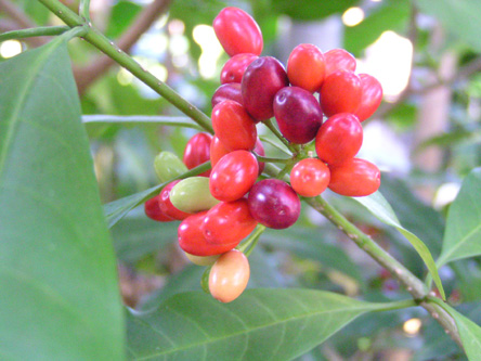 Rauvolfia verticillata