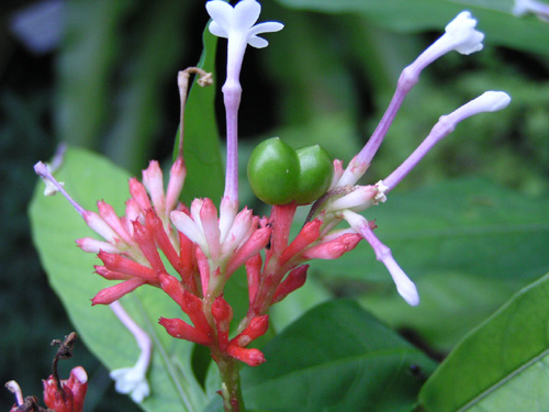 Rauvolfia serpentina