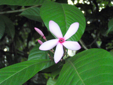 Kopsia fruticosa