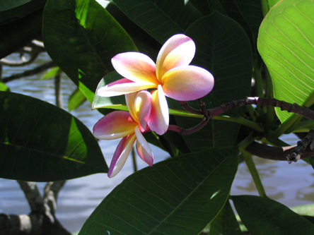 Plumeria acuminata