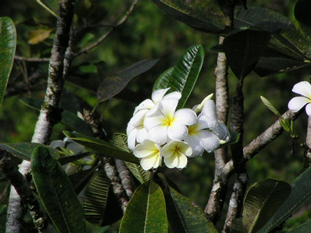Plumeria obtusa