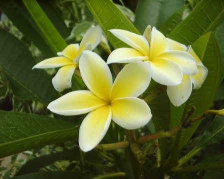 Plumeria rubra