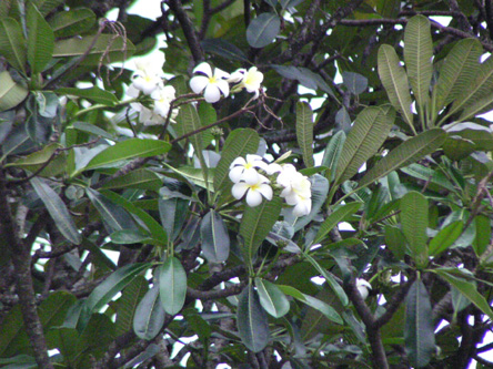 Plumeria obtusa