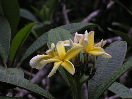 Plumeria rubra