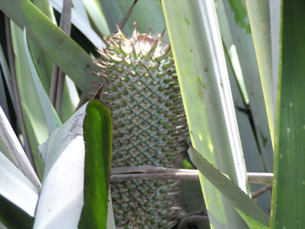 Aechmea alopecurus