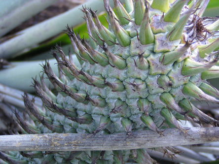 Aechmea alopecurus