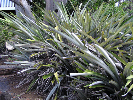 Aechmea alopecurus