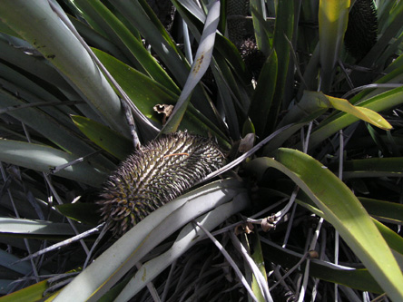 Aechmea alopecurus