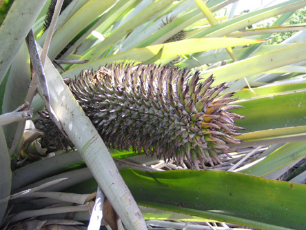 Aechmea alopecurus