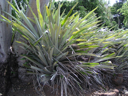 Aechmea alopecurus