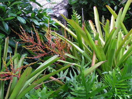 Aechmea alopecurus