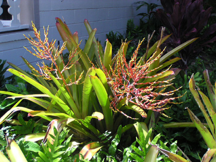 Aechmea alopecurus