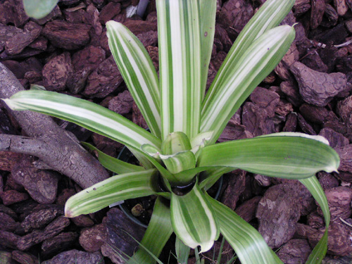 Aechmea caudata