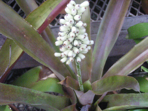 Aechmea caudata