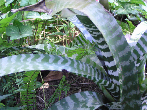 Aechmea chantinii