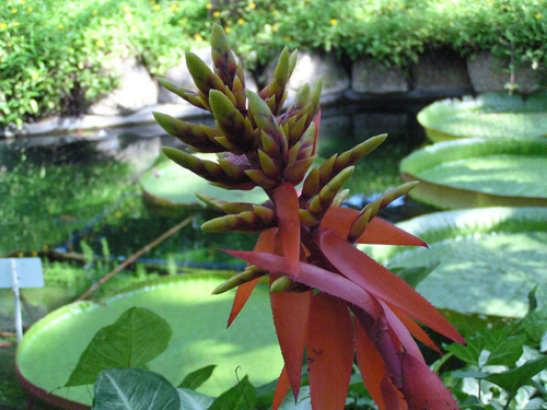 Aechmea chantinii