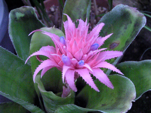 Aechmea fasciata