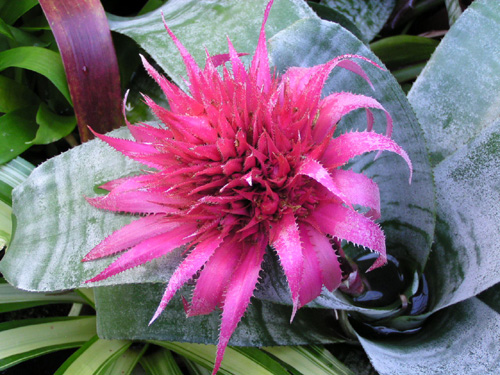 Aechmea fasciata