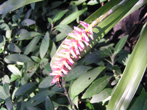 Aechmea gamosepala