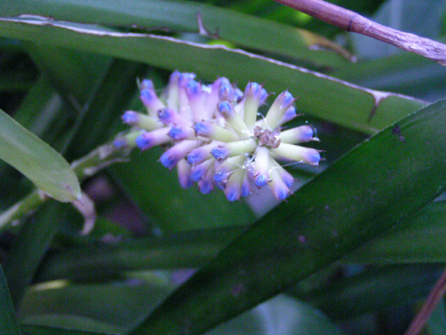 Aechmea gamosepala